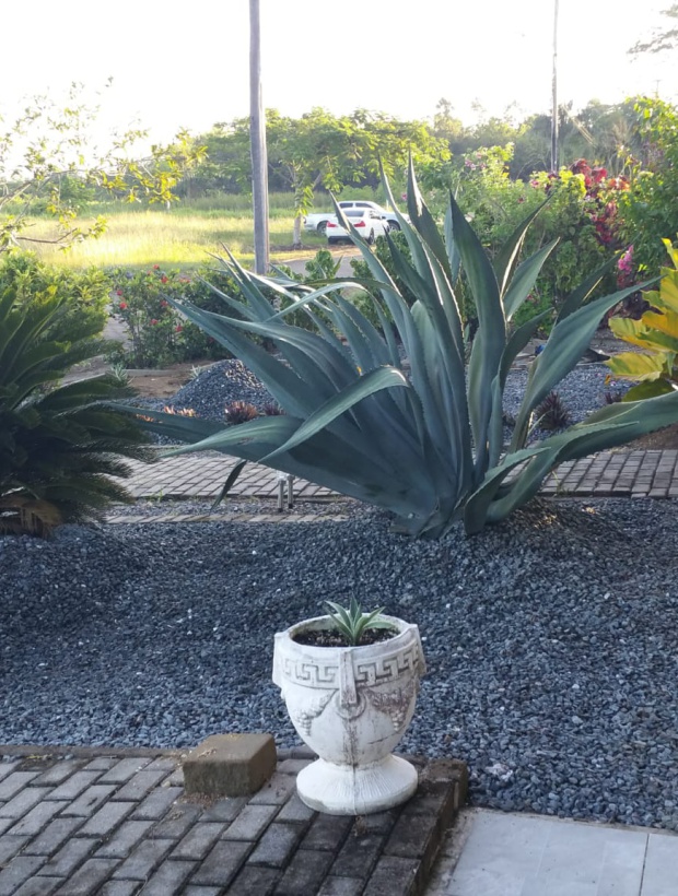 Commewijne, Palm Village, 3 Bedrooms Bedrooms, ,3 BathroomsBathrooms,Woning,Te koop,Commewijne,1195