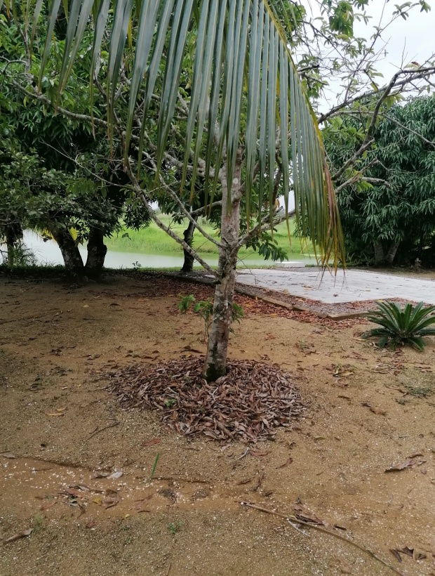 Commewijne, Pa;m Village, 3 Bedrooms Bedrooms, ,2 BathroomsBathrooms,Woning,Te koop,Commewijne,1195